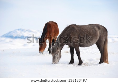 domestic horses