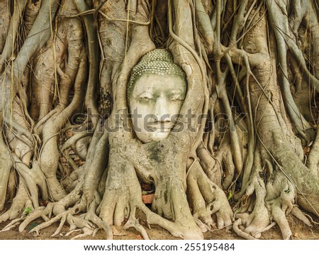 Buddha\'s head is embedded in tree roots, a beautiful ancient site in Wat Mahathat Ayutthaya as a world heritage site, Thailand