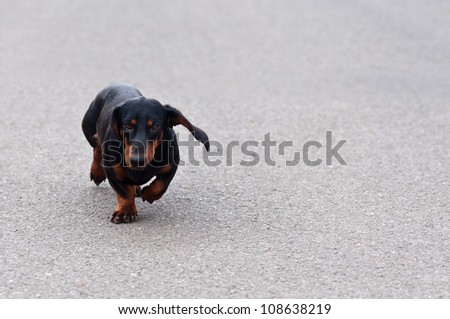 Dachshund? or Wiener dog, Close up portrait of a black and brown two years old dog dachshund running towards you