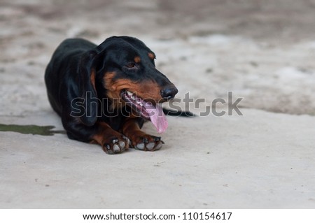 ?Dachshund or Wiener dog,Close up portrait of a black and brown two years old dog dachshund laying on the pavement