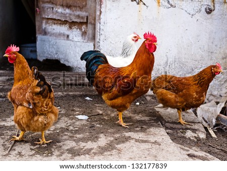 Domestic chicken in the backyard, agriculture and farm life concept.