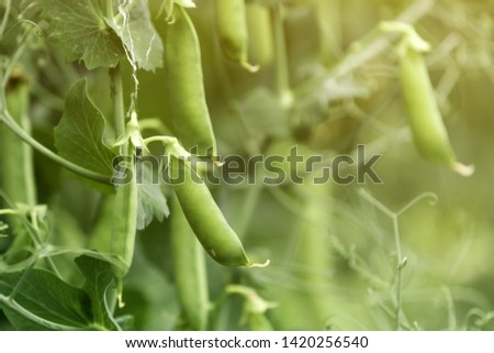 Locally grown green pea in organic garden, homegrown produce Pisum sativum Zdjęcia stock © 