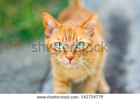 Red Greek stray cat outdoor on the street, shallow depth of field.