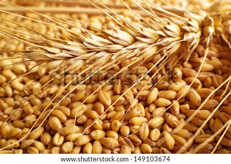 Wheat grains and ears as agricultural background for harvesting season