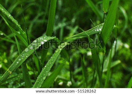 Fresh green grass, close up image, Early spring detail.