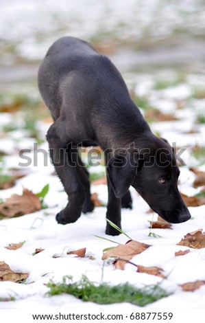 Abandoned, frightened hungr young black dog, left alone at the street in snow