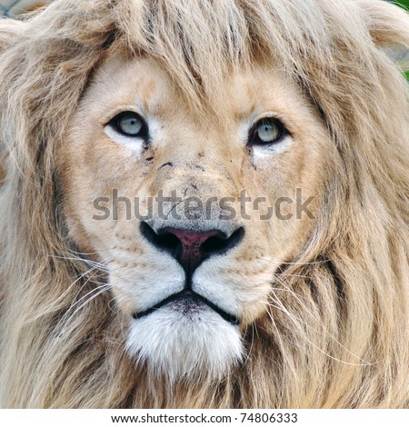 Lion head. This animal is considered to be the king of animals and white albino lion is endangered species.