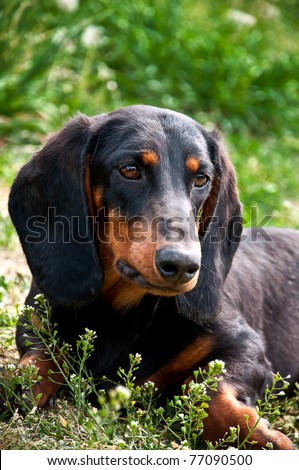 ?Dachshund? or Wiener dog,Close up portrait of a black and brown dog dachshund in the garden