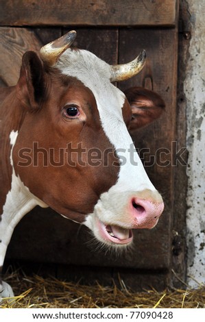 Cow portrait.