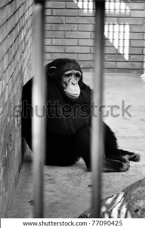 Monkey in cage. Captivated animal in a zoo, black and white image.