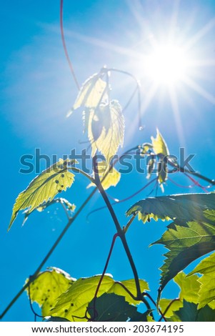 Green wine leaves and sun rays  on a bright summer day