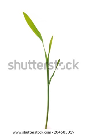 Young green corn plant sprout isolated on white background