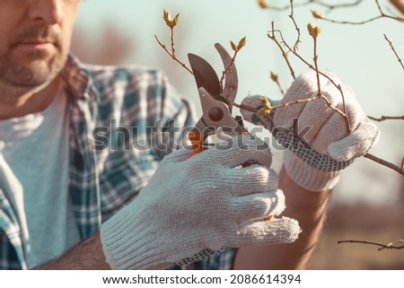 Foto Bild Männlicher Landwirt beim Beschneiden eines Obstbaums