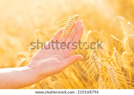 Female hand in cultivated agricultural wheat field. Crop protection concept.