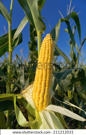 Corn Maize Ear with ripe yellow seed on stalk of a fully grown corn plant in cultivated agricultural field