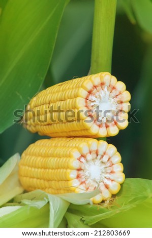 Corn Maize Cob with ripe yellow seed on stalk of corn plant in cultivated agricultural field