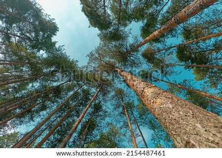 Similar – Foto Bild Nadelwald mit niedrigem Winkel