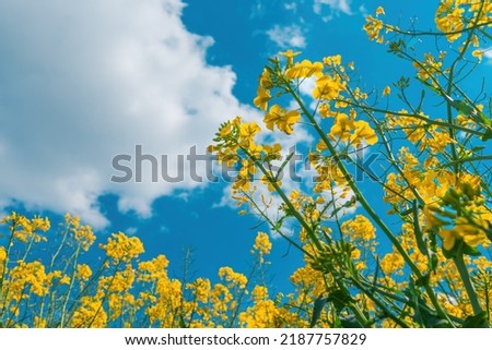 Similar – Foto Bild Blick auf ein Rapsfeld. Gelbe Blüten gegen den blauen Himmel.