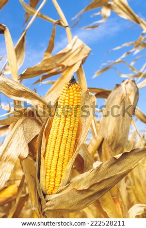 Ripe maize corn ear in cultivated agricultural corn field ready for harvest picking