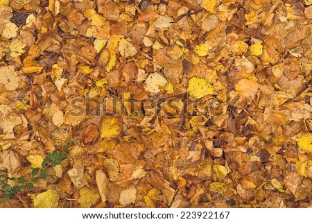 Dry autumn fallen leaves as natural fall pattern or background, top view