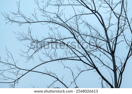 Similar – Image, Stock Photo bare treetops in winter in front of sky