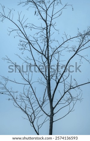 Similar – Image, Stock Photo bare treetops in winter in front of sky