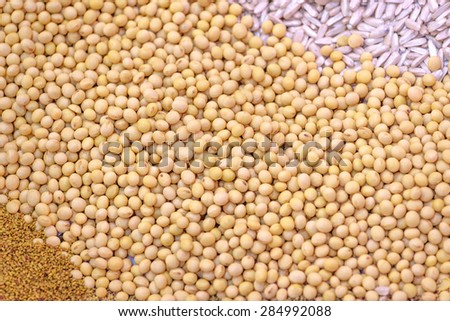 Ripe Soy Beans As Agriculture Cultivated Crop Harvest Concept Background