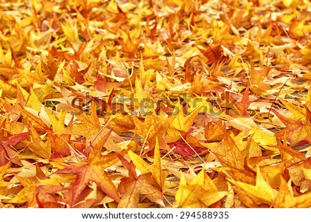 Japanese Red Maple Tree Dry Autumn Leaves fallen on the ground as natural seasonal background, Selective focus with shallow depth of field.