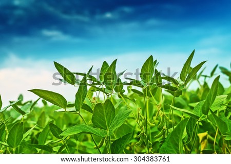 Soybean crops in field, soya bean growing on plantation, blue sky in background, selective focus.