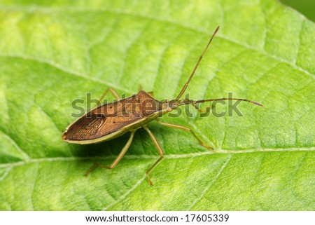 A shield bug standing on the green leaf.