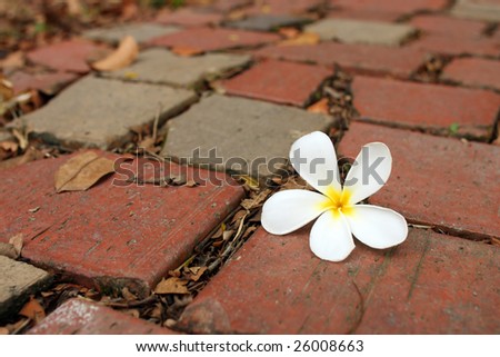 A frangipani flower fallen on bricks with wilted leaves.