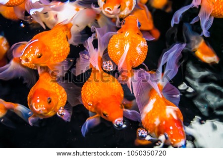 goldfish breathing