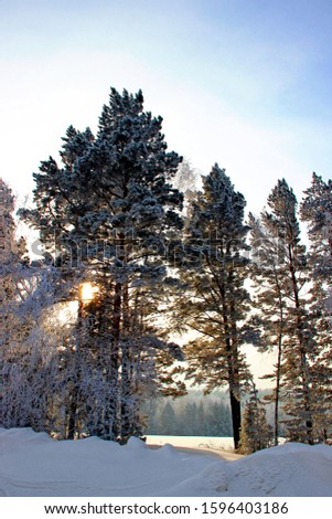 Similar – Image, Stock Photo Birches growing towards the sky
