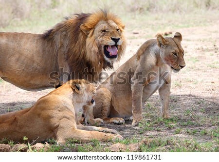 Pride of lions, Serengeti, Tanzania