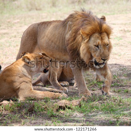 Lion and lioness, Serengeti, Tanzania