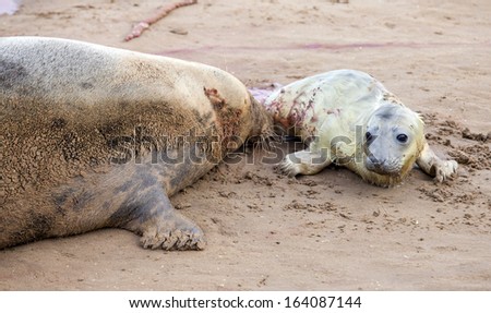Just born grey seal pup with the mother on the beach in Donna Nook, Uk