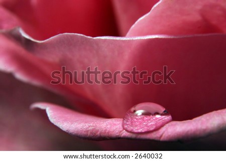 Rose petal with water drops