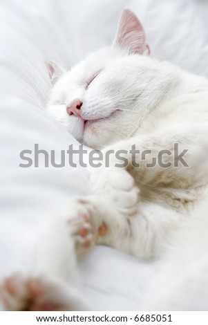 Pure white cat sleeping on white bedding