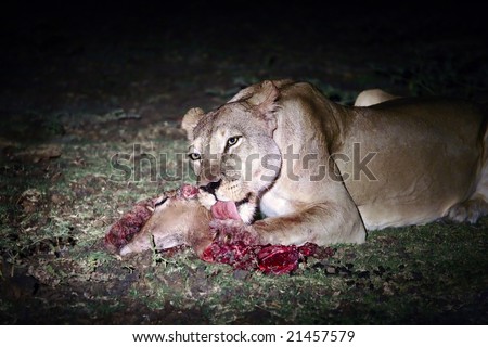 Night kill - lion eating antelope\'s head