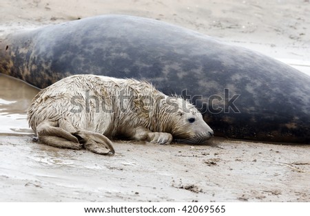 Mum and baby grey seal in donna nook, uk