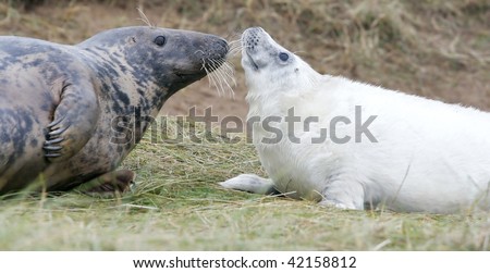 mum and baby grey seal in donna nook, uk