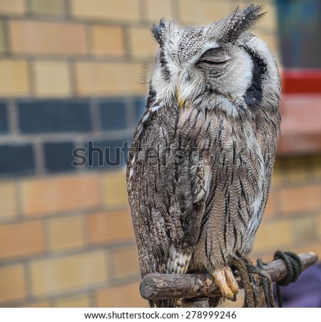 Rescued Scops Owl. Owl Trust education programme, Haverthwaite Cumbria England 10.5.15