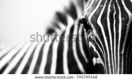 Monochrome, shallow depth of field image of a zebra with head and eye in focus and stripes in soft-focus