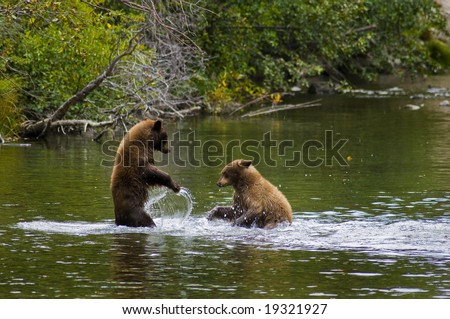 Two Black Bear Cubs Playing