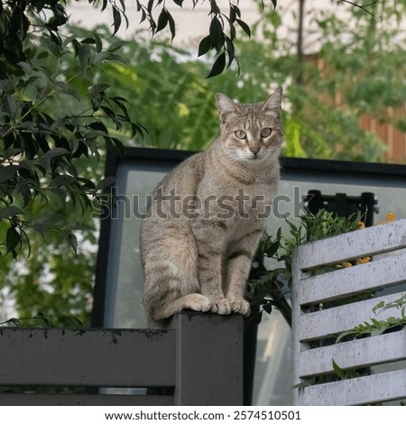 Similar – Foto Bild Katze balanciert auf einem Zaun im Garten