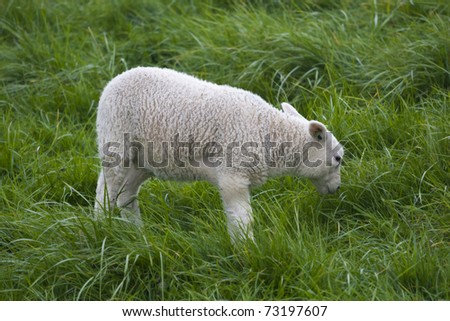 Little lamb on a green grass