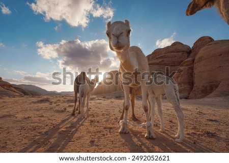 Similar – Image, Stock Photo Funny camels in desert