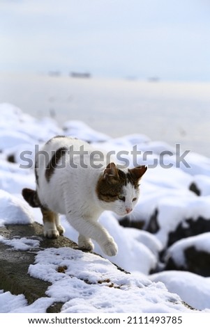 feeding cats at the seaside and snow view photos from Istanbul.