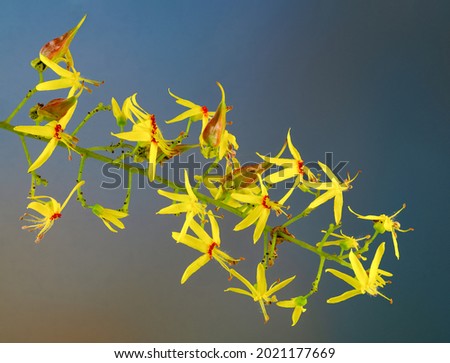 Macro view of flowers and forming seed pods of golden rain tree (Koelreuteria paniculata), an Asian tree that is now considered an invasive species in many areas where it has been introduced. Zdjęcia stock © 