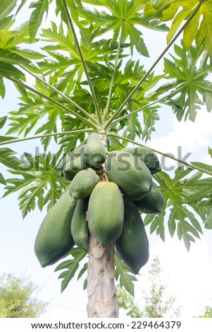 Papaya on plant the papaya tree